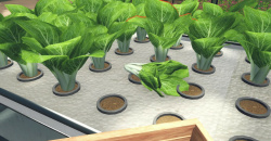 Hydroponics Farm & Store Simulator